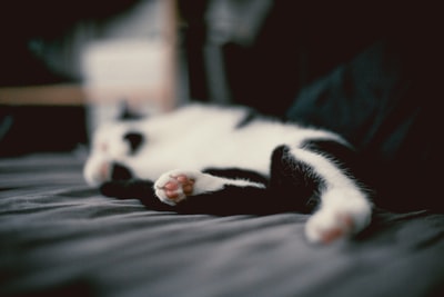 Black and white cat sleeping in the black-sand hair
